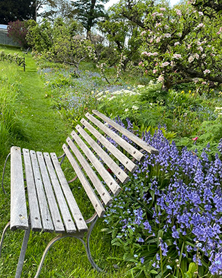 A bench amongst flowers in the gardens