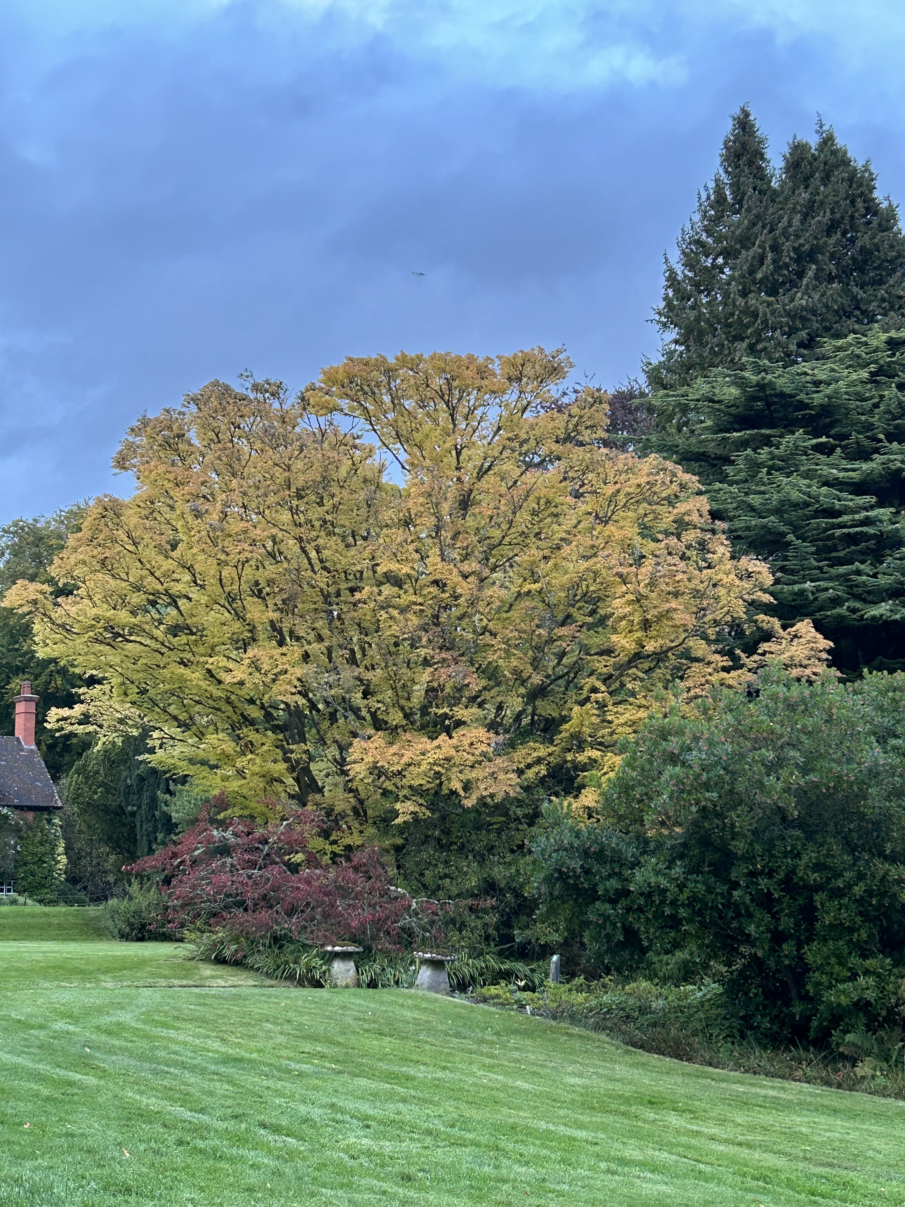A view across the lawns with large trees in the background