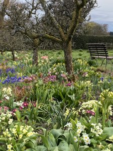 The Spring Border at Maples tearoom featuring orchard tree, flowers and a bench